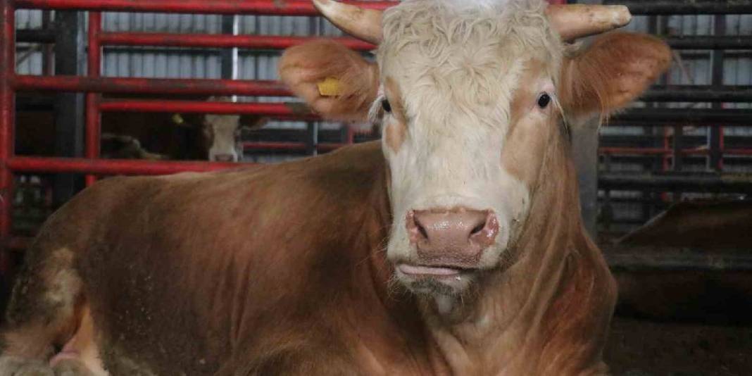 Ağırlığı 1,5 ton, fiyatı 950.000 TL: ‘Benim gözümde değeri çok daha fazla’ 1